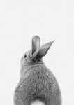 Rabbit Tail B&W - Wall Art - By Vivid Atelier- Gallery Art Company