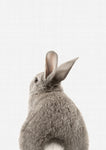 Rabbit Tail - Wall Art - By Vivid Atelier- Gallery Art Company