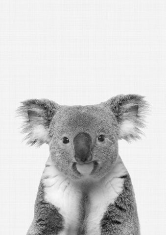 Koala Portrait B&W - Wall Art - By Vivid Atelier- Gallery Art Company