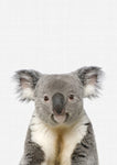 Koala Portrait - Wall Art - By Vivid Atelier- Gallery Art Company