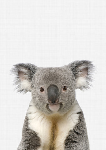 Koala Portrait - Wall Art - By Vivid Atelier- Gallery Art Company