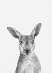 Kangaroo B&W Portrait - Wall Art - By Vivid Atelier- Gallery Art Company