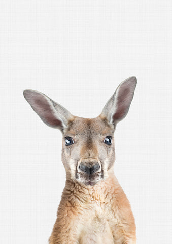 Kangaroo Portrait - Wall Art - By Vivid Atelier- Gallery Art Company