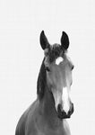 Horse Portrait Print - Wall Art - By Vivid Atelier- Gallery Art Company