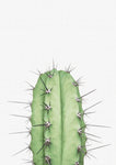 Cactus 2 Print - Wall Art - By Vivid Atelier- Gallery Art Company